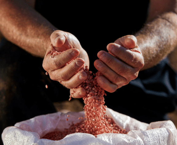 Middle East’s leading seed facility.